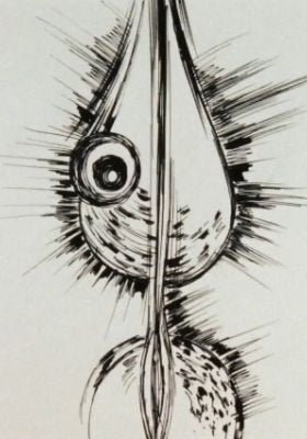 Gavora